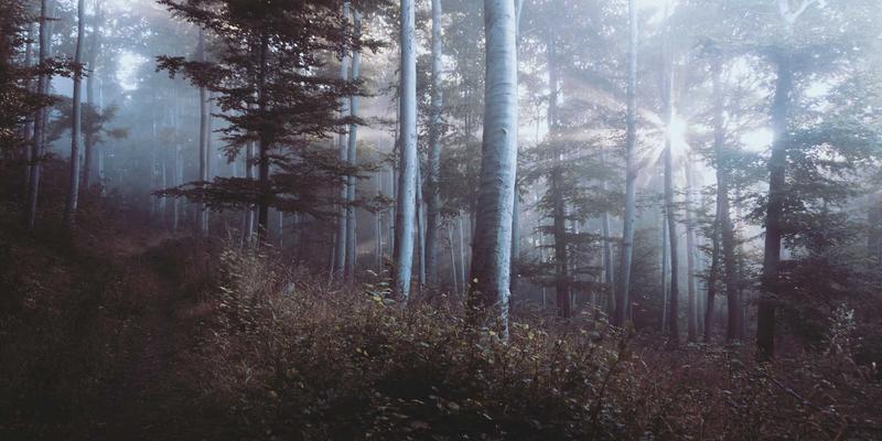 亲子烘焙乐趣多：小熊饼干DIY教程，用糕点烘焙培养儿童动手能力