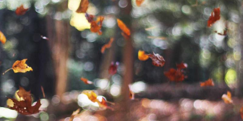 小熊饼干43:从手工温度到电商速度,重新定义零食购买体验