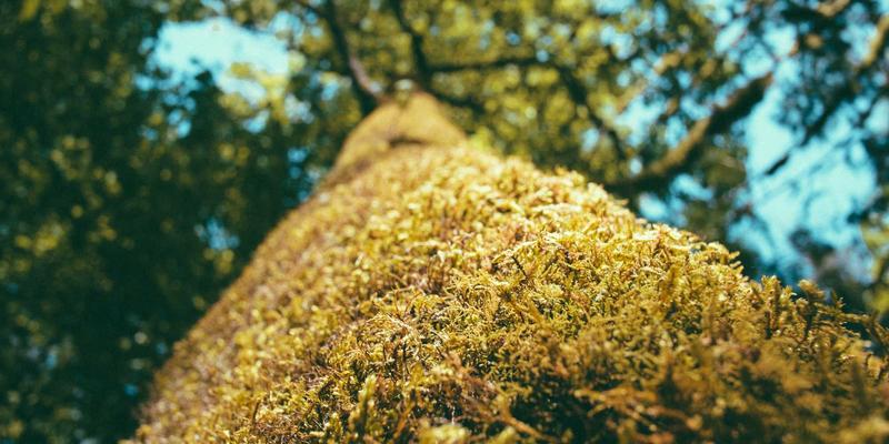 小熊饼干69：不止是烘焙食品，更是治愈系休闲零食的甜蜜密码