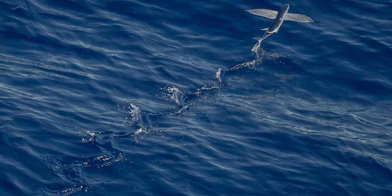 小熊饼干入门指南:手作温暖时光的休闲零食