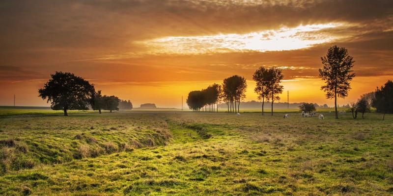 小熊饼干地域口味演变：从北欧原版到亚洲改良版的适应性创新