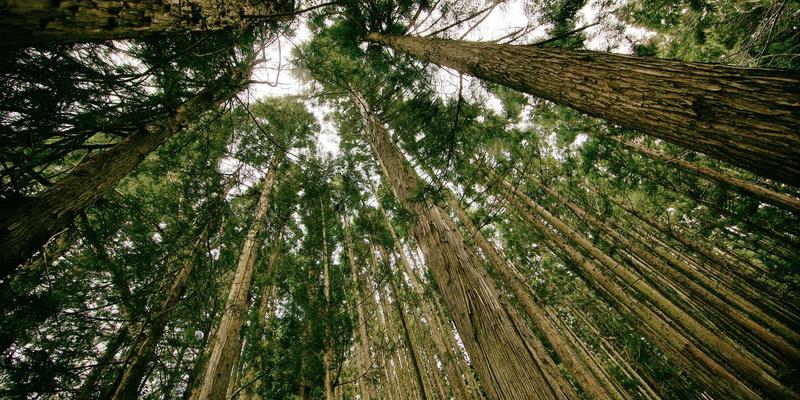 小熊饼干如何征服节日市场：圣诞限定与春节礼盒的创新设计策略