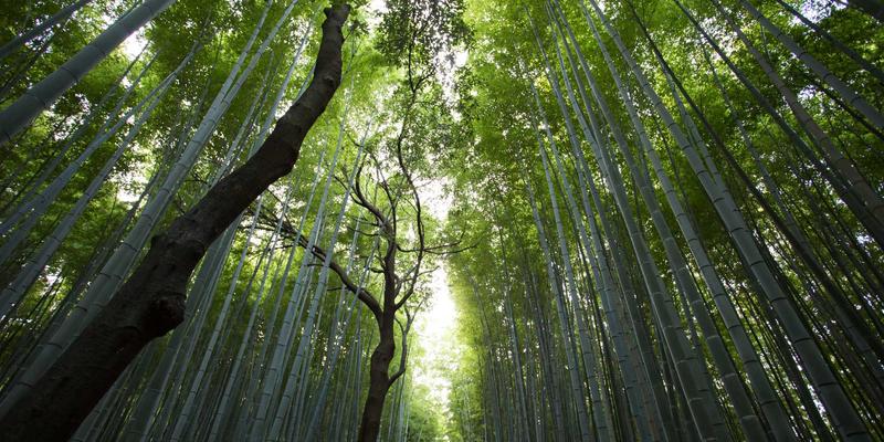 曲奇饼干与咖啡的搭配艺术：从小熊饼干到手冲的完美下午茶指南